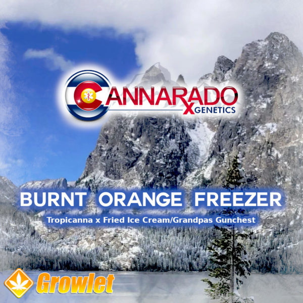 Burnt Orange Freezer de Cannarado Genetics semillas regulares