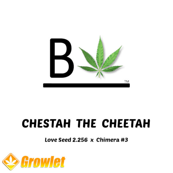 Chestah The Cheetah by BeLeaf Seeds feminized seeds