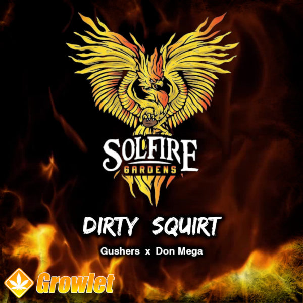 Dirty Squirt de Solfire Gardens semillas regulares