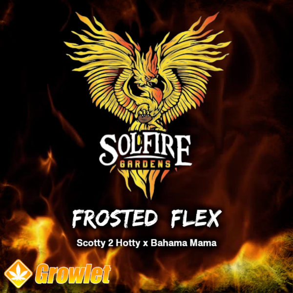 Frosted Flex de Solfire Gardens semillas feminizadas