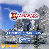 London Pound Cake #75 x Zawtz de Cannarado Genetics semillas feminizadas