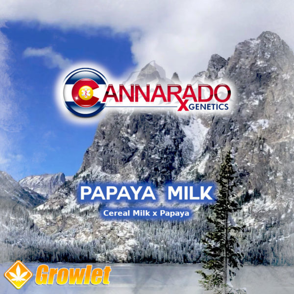Papaya Milk by Cannarado Genetics feminized seeds
