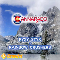 Pyxy Styx x Rainbow Crushers by Cannarado Genetics feminized seeds