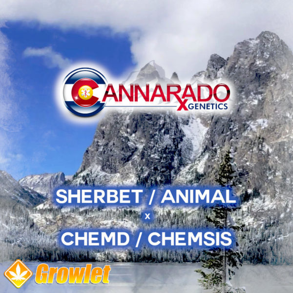 Sherbet/Animal x ChemD/ChemSis de Cannarado Genetics semillas feminizadas