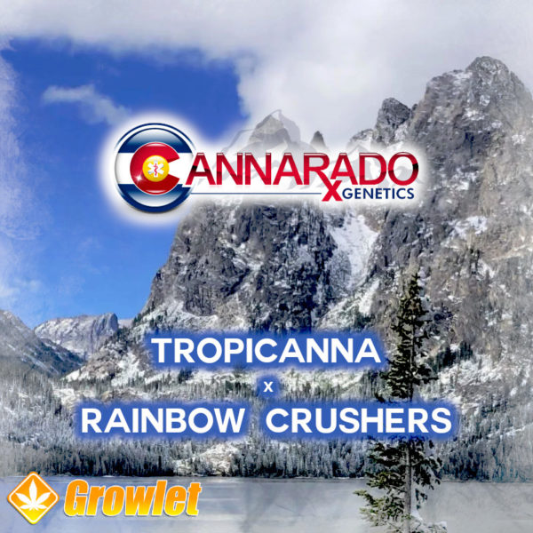 Tropicanna x Rainbow Crushers by Cannarado Genetics feminized seeds