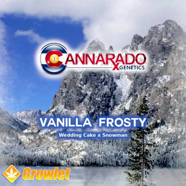 Vanilla Frosty de Cannarado Genetics semillas feminizadas