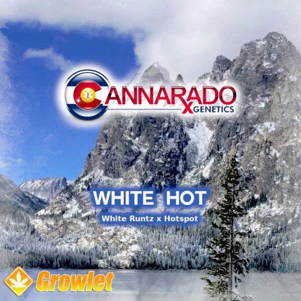 White Hot by Cannarado Genetics regular seeds