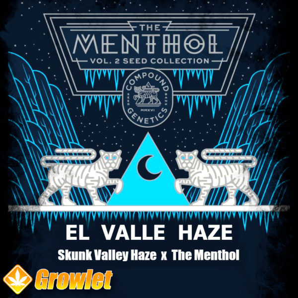 El Valle Haze by Compound Genetics feminized seeds