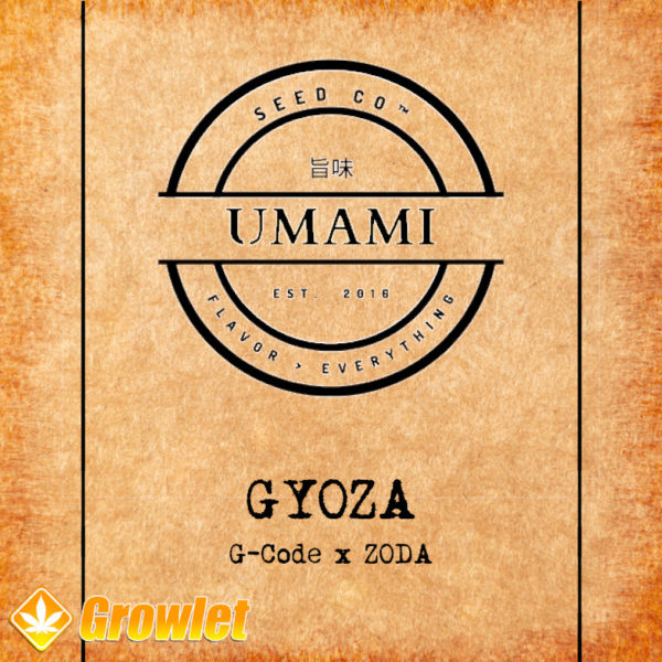 Gyoza from Umami Seed Co feminized seeds