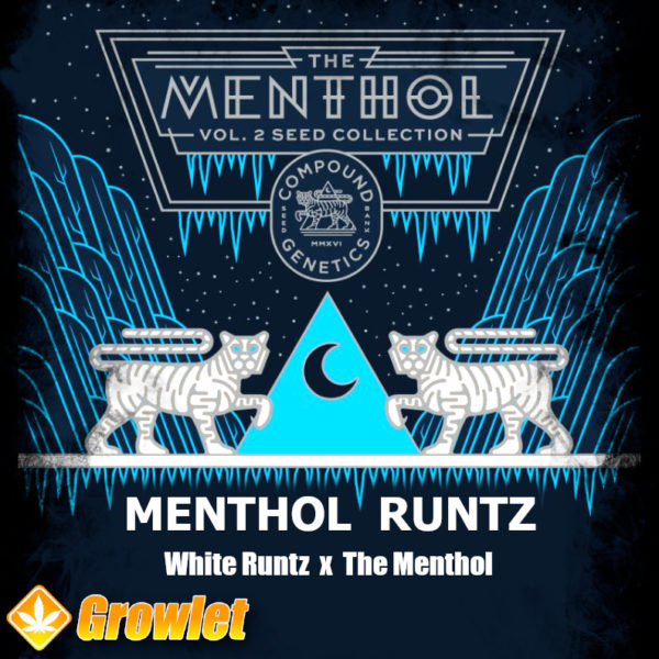Menthol Runtz by Compound Genetics feminized seeds