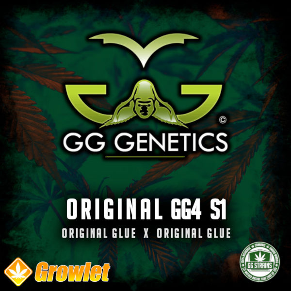Original GG4 S1 from GG Genetics feminized seeds