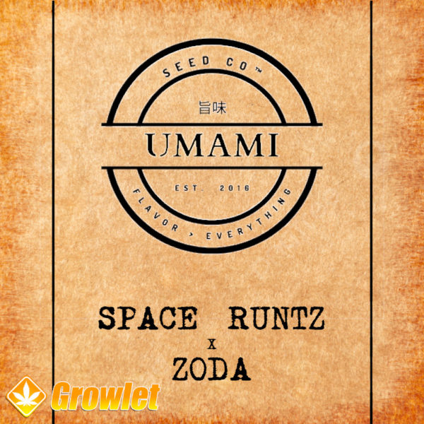 Space Runtz x ZODA de Umami Seed Co semillas feminizadas