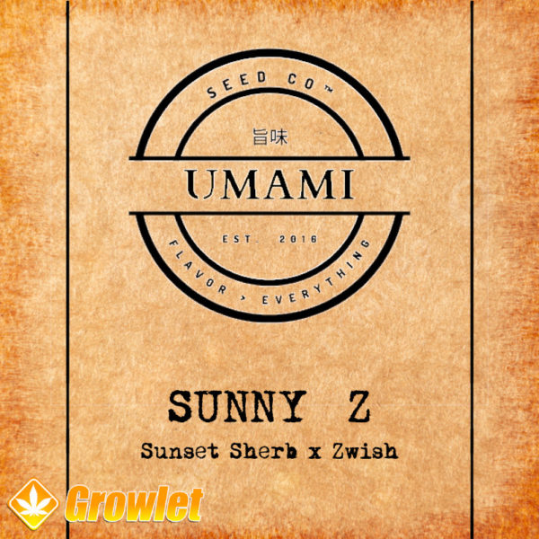 Sunny Z by Umami Seed Co feminized seeds