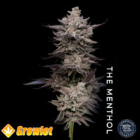 The Menthol by Compound Genetics feminized seeds
