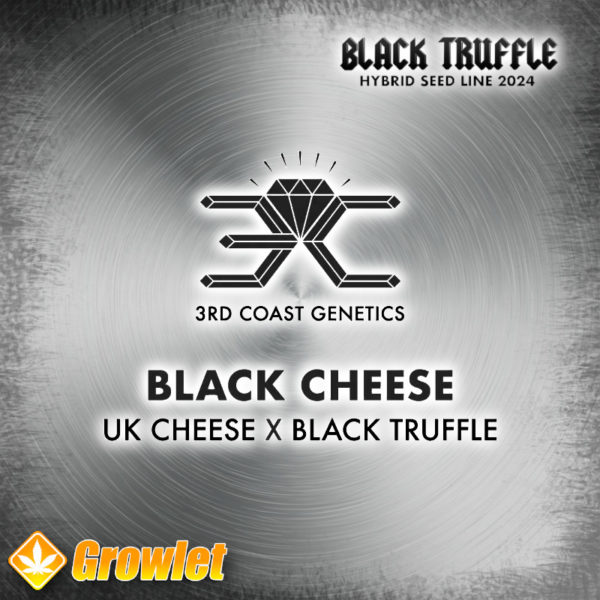 Black Cheese by 3rd Coast Genetics regular seeds