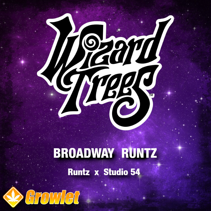 Broadway Runtz by Wizard Trees feminized seeds