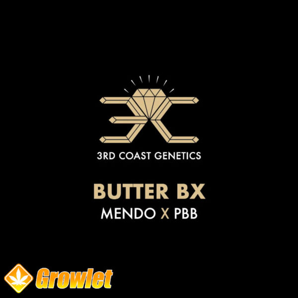 Butter Bx de 3rd Coast Genetics semillas regulares