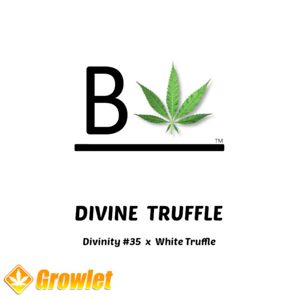 Divine Truffle by BeLeaf Seeds feminized cannabis seeds