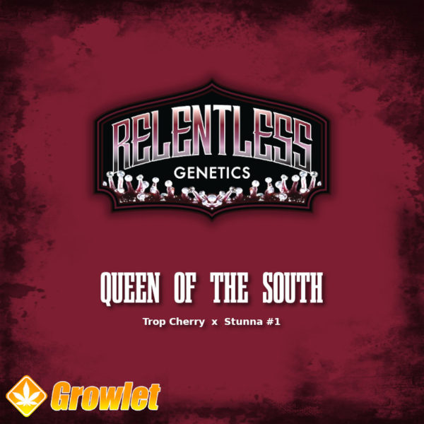Queen of the South by Relentless Genetics feminized cannabis seeds