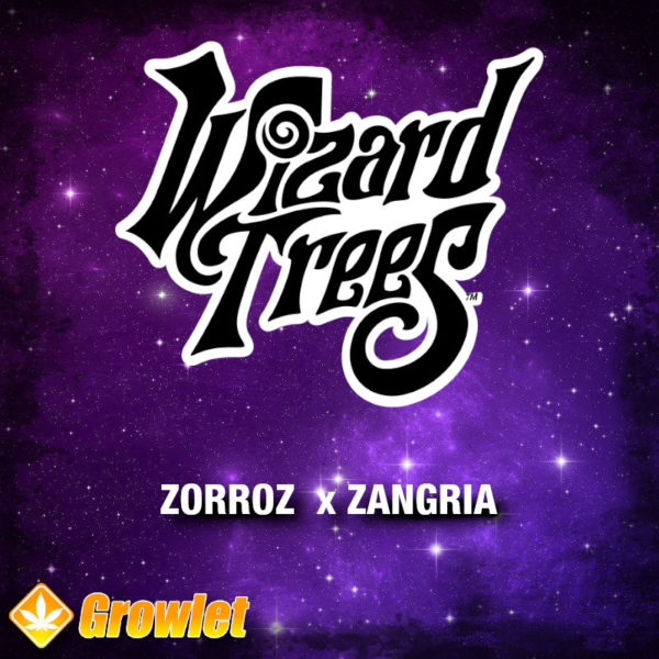 Zorroz x Zangria from Wizard Trees feminized seeds