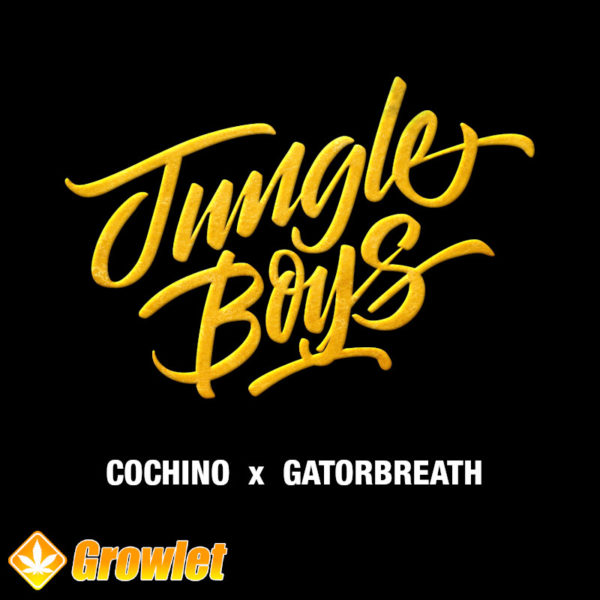 Cochino x Gatorbreathe de Jungle Boys semillas regulares