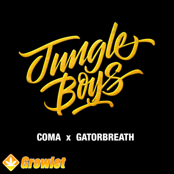 Coma x Gatorbreathe by Jungle Boys regular seeds