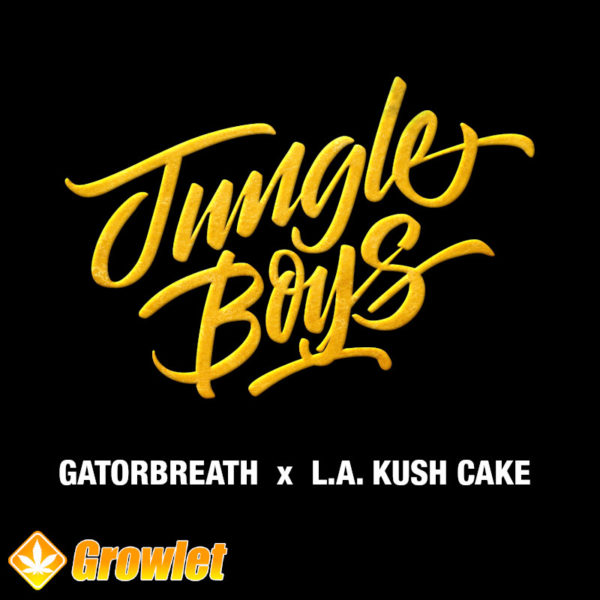 Gatorbreathe x L.A. Kush Cake de Jungle Boys semillas feminizadas