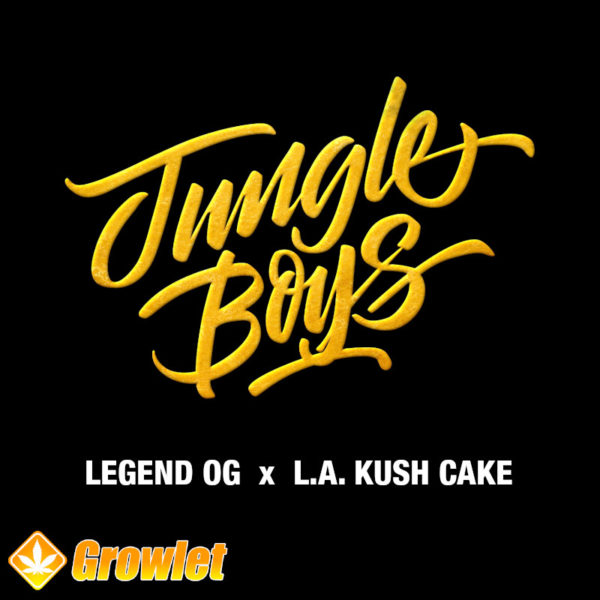 Legend OG x LA Kush Cake by Jungle Boys feminized seeds