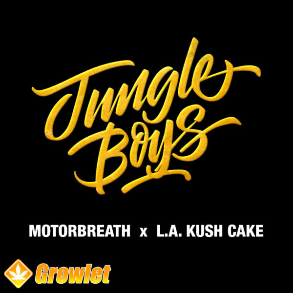 Motorbreathe x LA Kush Cake by Jungle Boys feminized seeds