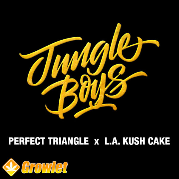 Perfect Triangle x LA Kush Cake by Jungle Boys feminized seeds