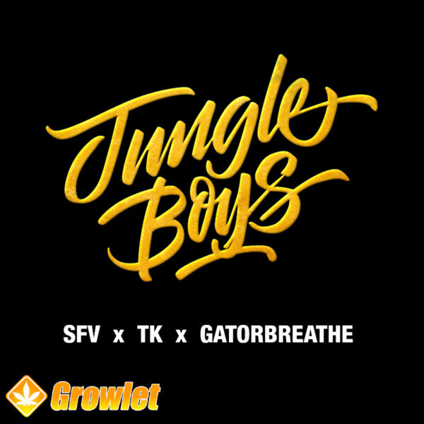 SFV x TK x Gatorbreathe by Jungle Boys regular seeds