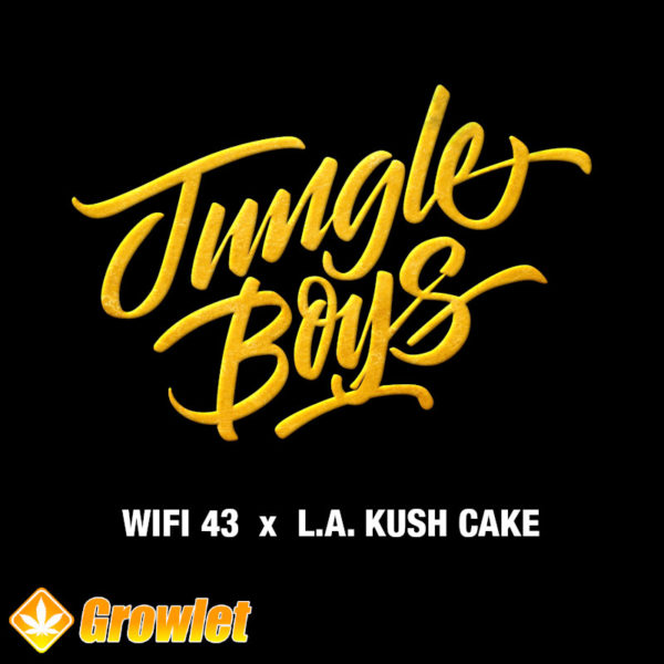 Wifi 43 x L.A. Kush Cake de Jungle Boys semillas feminizadas
