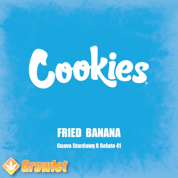 Fried Banana de Cookies Seed Bank semillas feminizadas
