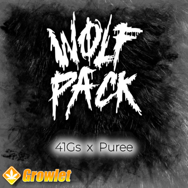 41Gs x Puree de Wolfpack Selections semillas feminizadas