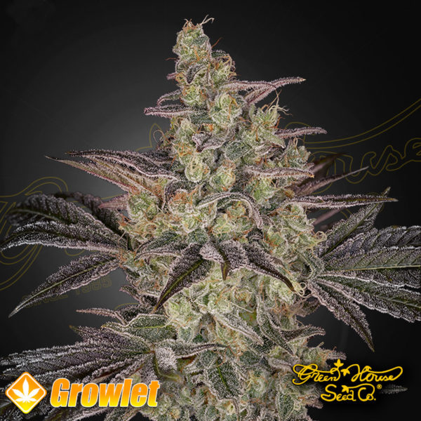 Frosted Guava Auto de Greenhouse