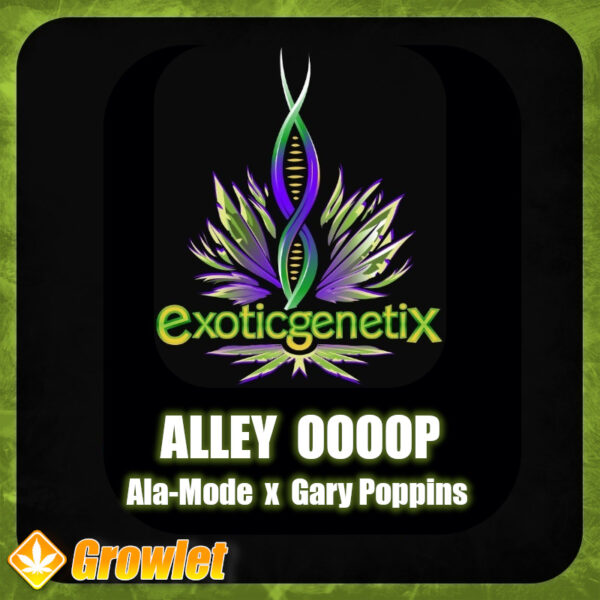 Alley Oooop de Exotic Genetics semillas feminizadas